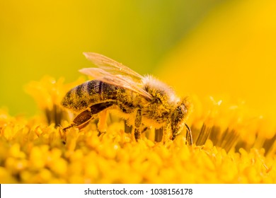 Honey bee covered with yellow pollen collecting nectar in flower. Animal is sitting collecting in sunny summer sunflower. Important for environment ecology sustainability. Awareness of climate change