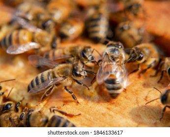 Honey Bee Doing A 