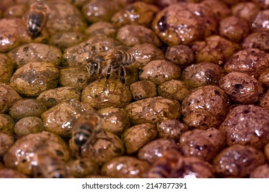 Honey Bee Drinking Water. Honey Bee Gathering Water From The Pool. 