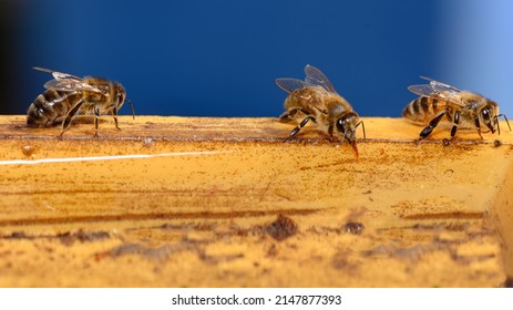 Honey Bee Drinking Water. Honey Bee Gathering Water From The Pool. 