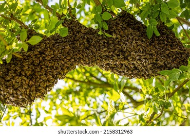 Honey Bee Drone Swarm Flew Out And Stuck Around Tree Branches, View From Below Against The Sun