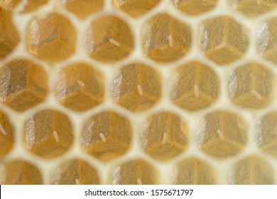 Honey Bee Eggs Made By Queen Bee At The Bottom Of The Wax Cell, Close-up. Life Of The Bee Begins With Egg. Queen Bee Laid Eggs In Honeycombs.