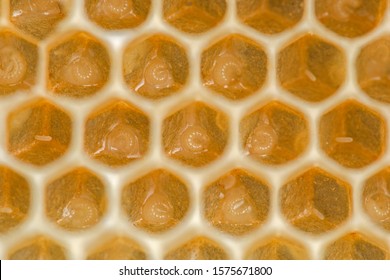 Honey Bee Eggs Made By Queen Bee At The Bottom Of The Wax Cell, Close-up. Life Of The Bee Begins With Egg. Queen Bee Laid Eggs In Honeycombs.