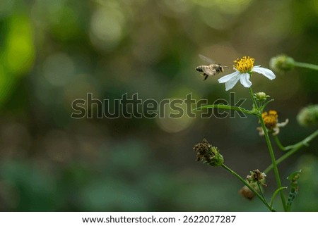 Honey bee exploring yellow pollens in garden, natural daylight
