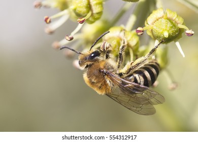 Honey Bee Feeding On A Flower, Penzance, Cornwall, England, UK.