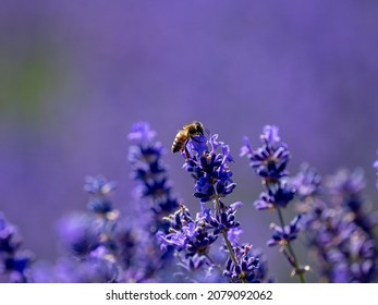Honey Bee Feeding on Lavender