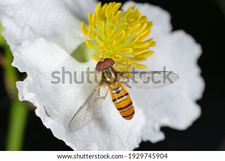 A honey bee feeding on a yellow flower shot in super macro magnification
