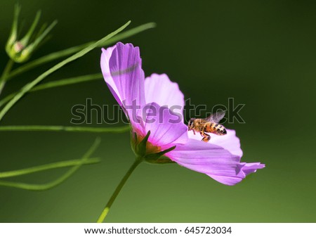 Similar – Schwebefliege im orangenem Mohn