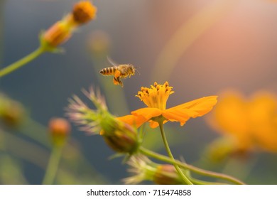 Honey Bee Flying To The Yellow Flower.