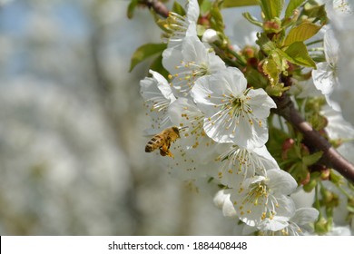 A Honey Bee Foraging A Cherry Tree
