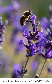 Honey bee foraging wild lavender flowers, Hautes-Alpes, France