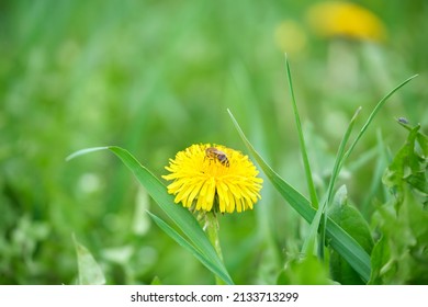Honey bee gathering nectar on yellow dandelion flowers blooming on summer meadow in green sunny garden