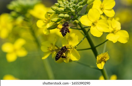 Honey Bee Gathering On Spring Blooming Rapeseed