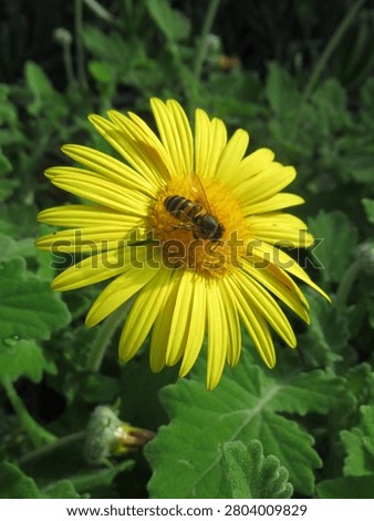 Honey Bee getting some nectar on a Yellow Daisy looking Leopard's Bane Flower (Doronicum orientale)