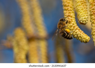 Eine Honigbiene hängt an der gelben Blüte eines Haselnussbuschs, an einem blauen Himmel im Frühling