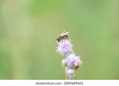 Honey bee or honeybee eats nectar and pollen from thistle flower, close up of eusocial flying insect, pollination of plants, apis mellifera