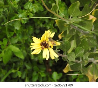 Honey bee hovering over the petals of a California bush sunflower in Carpinteria, Santa Barbara County, California.
