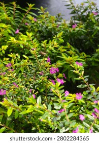 A honey bee hovering over small pink flowers and bright green foliage in a sunny garden.