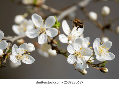 A honey bee hovers gracefully over a white flower. The blossom radiates purity while the bee is about to collect nectar. A moment captured in the harmony of nature, full of dynamism and delicacy. - Powered by Shutterstock