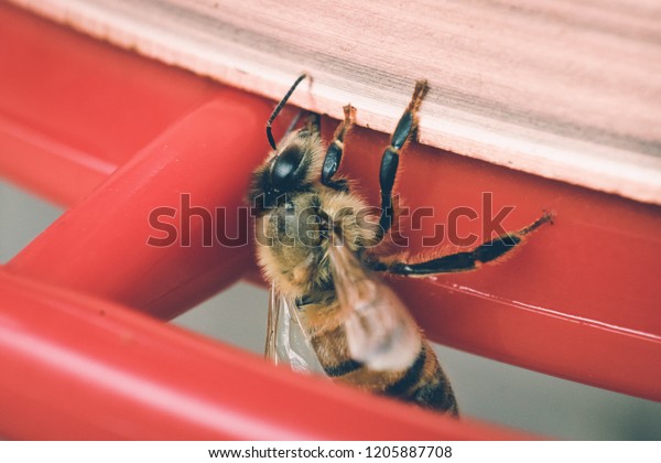 Honey Bee Investigating Hummingbird Feeder Stock Photo Edit Now