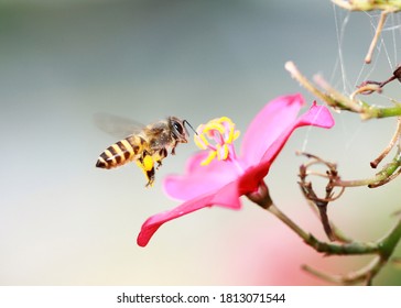 Honey Bee Looking Flower Essence Stock Photo 1813071544 | Shutterstock