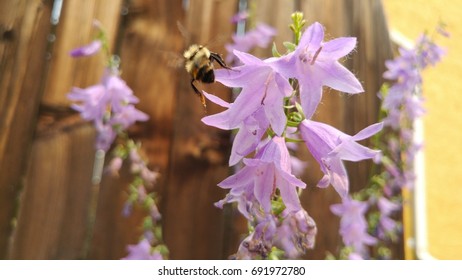 Honey Bee nipping at Nightshade
