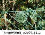 A honey bee on an Allium ampeloprasum 