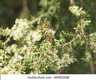 Honey Bee On Australian Native Melaleuca