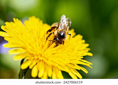 Honey bee on beautiful yellow dandelion close up on green background. Nature and animals. Natural organic products. Beautiful background for your design with copy space - Powered by Shutterstock