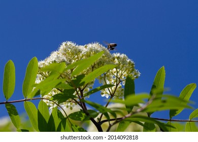 Honey bee on blooming mountain ash.