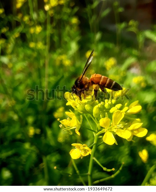 Honey Bee on a Blooming\
Mustard Flower