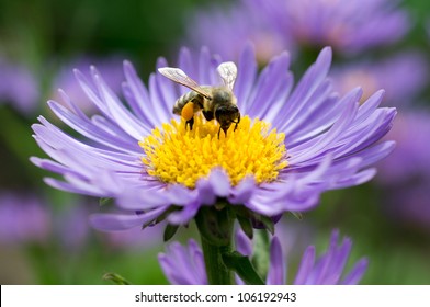 Honey Bee On Blue Aster