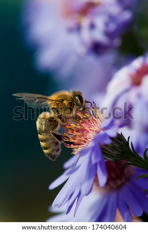 Honey bee on blue aster 