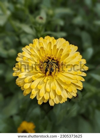 Honey bee on the calendula flower.
Calendula officinalis, the pot marigold, common marigold, ruddles, Mary's gold or Scotch marigold, is a flowering plant in the daisy family Asteraceae.