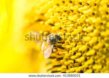 Honey bee on the center of a sunflower