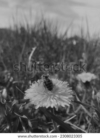 Honey bee on a dandelion flower, black and white photo