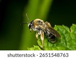 honey bee on a dark background. colorful photo of wildlife. macro photo of an insect. close-up. space for text. bee. Anthophila. Apoidea.