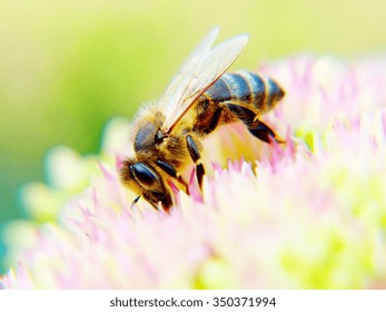 Honey Bee On The Flower; Closeup