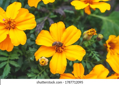 Honey Bee On A Flower In The Walled Garden At Fulham Palace