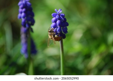 Honey Bee on a Grape Hyacinth bloom