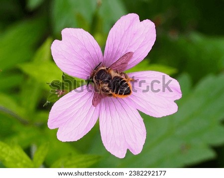 Honey bee on a hardy geranium flower.  These flowers are particularly attractive to bees and other insects for the nectar and pollen.