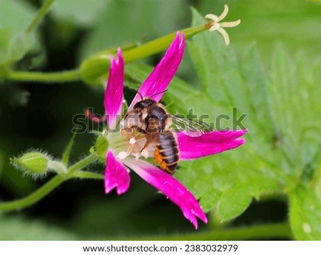 Honey bee on a hardy geranium flower.  These flowers are particularly attractive to bees and other insects for the nectar and pollen.