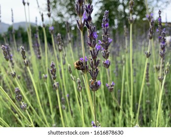 Honey Bee On Lavender Field - Shutterstock ID 1616878630