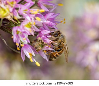 Honey bee on nodding onion flower. Insect and wildlife conservation, habitat preservation, and backyard flower garden concept