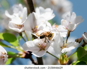 Honey Bee On Pear Tree Blossom