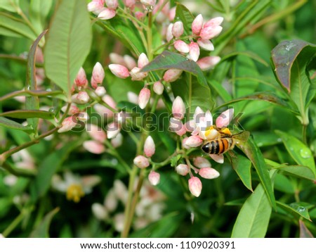 Similar – Honey bee covered with yellow pollen collecting sunflower nectar