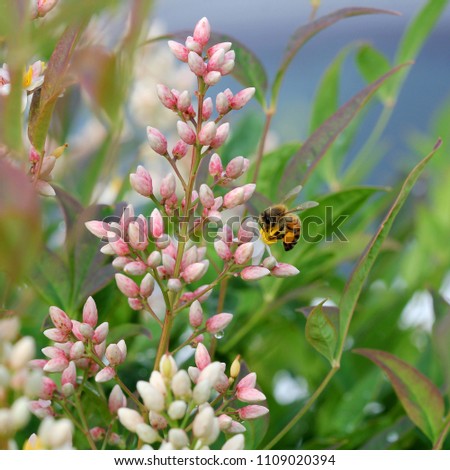 Similar – Honey bee covered with yellow pollen collecting sunflower nectar