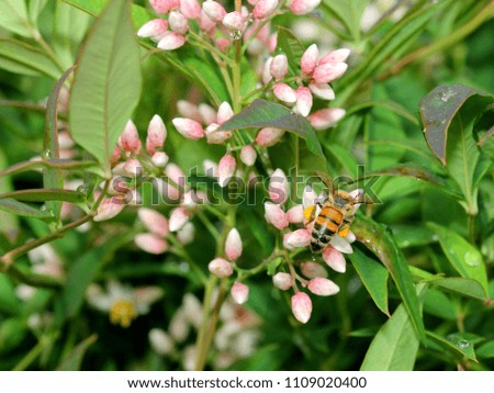 Similar – Honey bee covered with yellow pollen collecting sunflower nectar