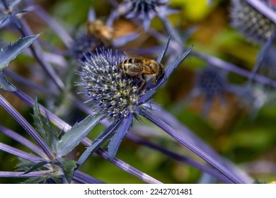 Honey Bee on Sea Holly Flowers Eryngium plants in bloom in middleterranean garden - Shutterstock ID 2242701481