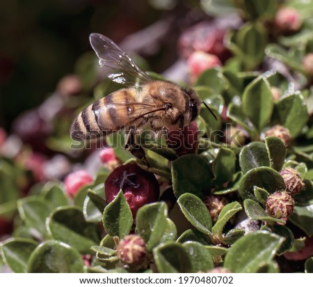 Honey bee on small leaf flower minute with red berries. macro photo.